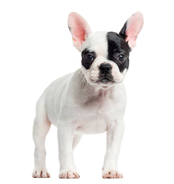 istock French bulldog standing, looking at the camera, isolated 174408768