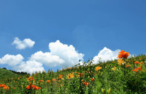 summer landscape with blooming lilies.