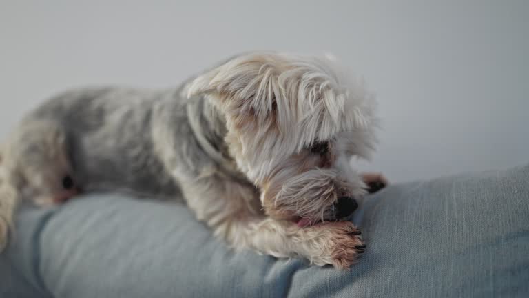 Yorkshire terrier licking because allergy