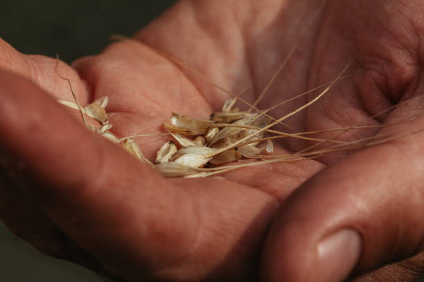 istock wheat grains in a man's hand close-up 1744106658