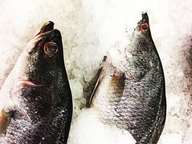 istock Fresh fish on ice in supermarket 1744109319
