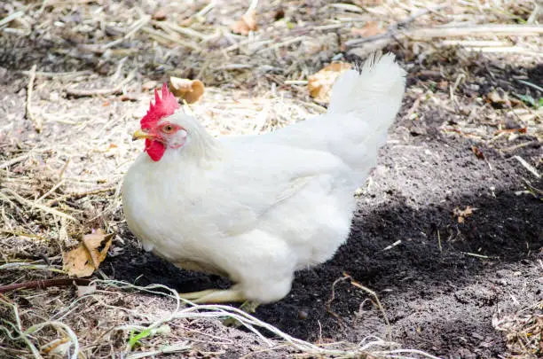 Fat white Hen scrabble searching the foods on the ground in outdoor farm, a female chicken, a domestic fowl.