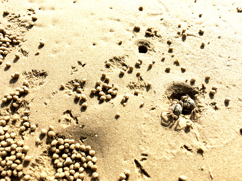 The small crabs are down the hole on the beach.