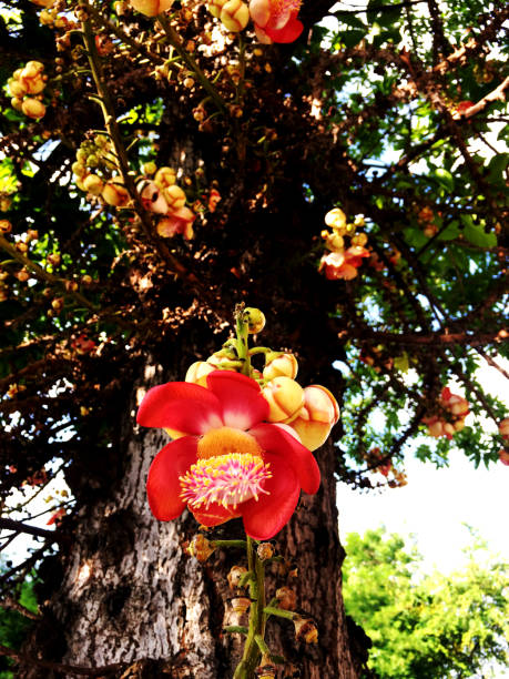 istock Cannonball flowers in park 1744122856