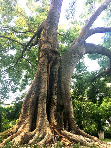 istock ivy on big tree in the park 1744128102