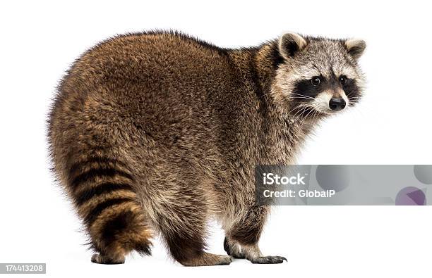 Rückansicht Eines Racoon Procyon Iotor Isoliert Stehen Stockfoto und mehr Bilder von Waschbär