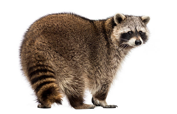 istock Rear view of a Racoon, Procyon Iotor, standing, isolated 174413208