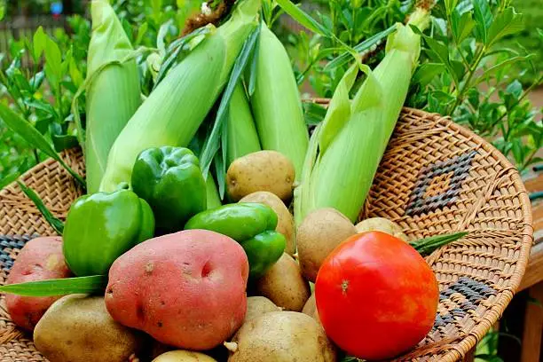 Wicker basket overflowing with freshly picked vegetables