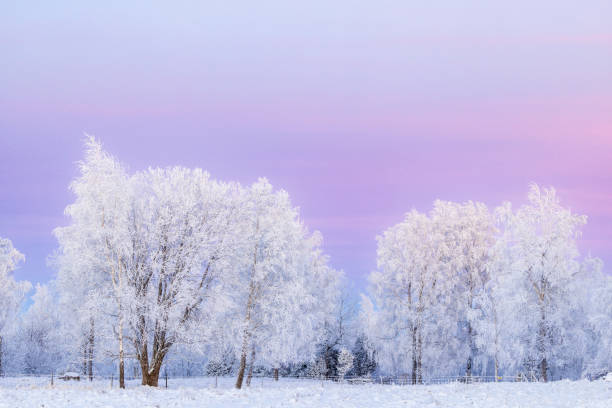 istock Tree grove with hoarfrost at dusk in a snowy meadow 1744135806