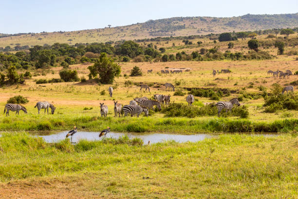 istock Zebras and cranes at a water hole in savannah 1744136391