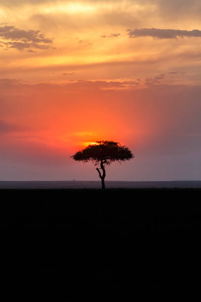 istock Beautiful sunset over the African savannah with a single tree in silhouette 1744137129