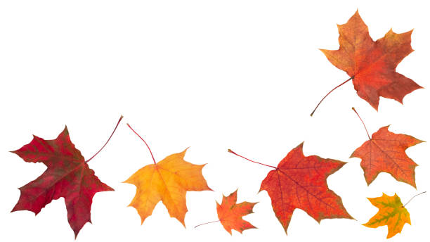 istock Autumn orange leaves falling down Isolated on white background 1744150120