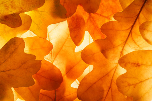 istock Bright background autumn season leaves close-up with backlight as a background, template or web banner for the design of the autumn theme 1744150534