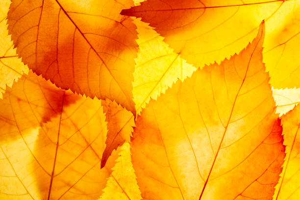 istock Bright background autumn season leaves close-up with backlight as a background, template or web banner for the design of the autumn theme 1744153875