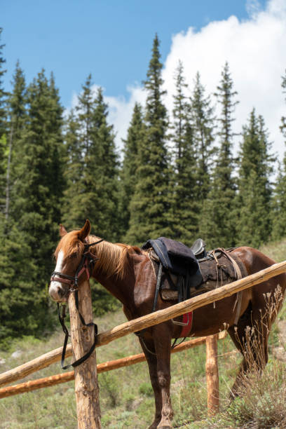 istock A white-headed horse grazing on a pasture 1744156051