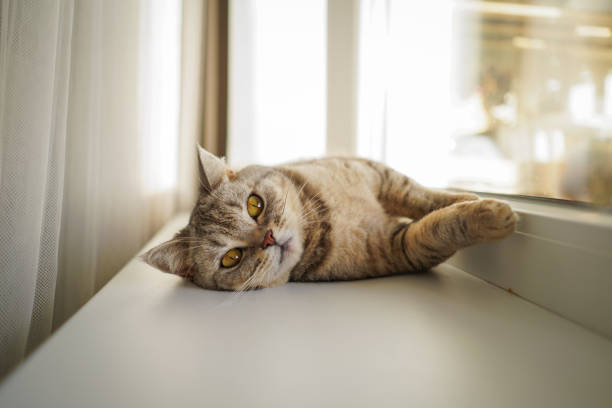 istock Cute Cat Portrait 1744157760