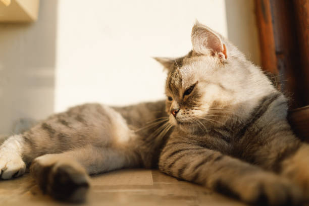 istock Cute Cat Portrait 1744160098