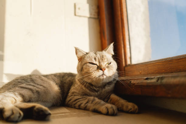 istock Cute Cat Portrait 1744160099