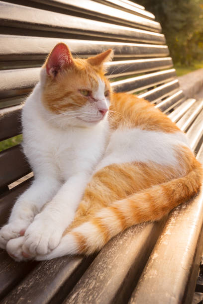 istock Red stray cat on bench, Old Town Kotor, Montenegro 1744165338