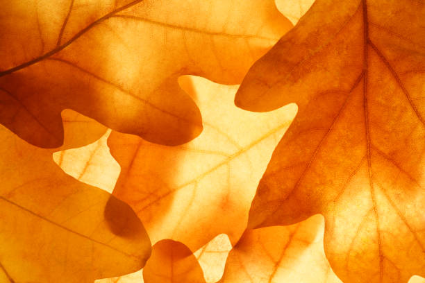 istock Bright background autumn season leaves close-up with backlight as a background, template or web banner for the design of the autumn theme 1744165885
