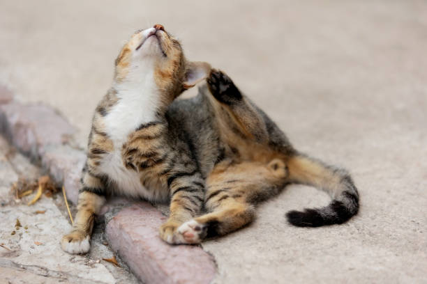 istock Street cat paw scratches behind the ear 1744166437