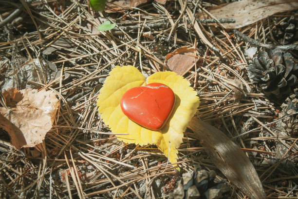 A heart shaped cactus plant in pot