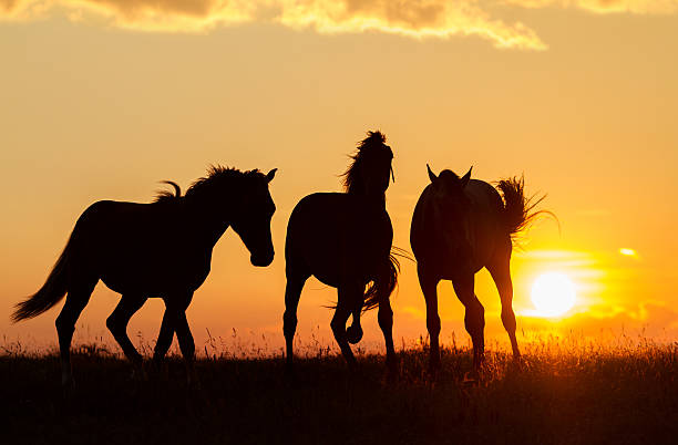 Wild Horses stock photo