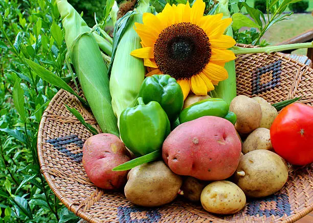 A basket filled with freshly picked vegetables and a sunflower