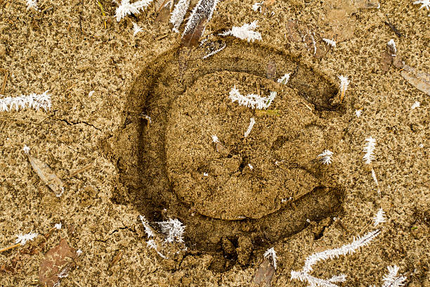 istock horseshoe mark on frozen ground 174418998