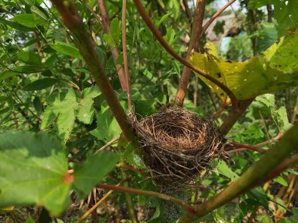 istock Bird nest on okra plant 1744190791