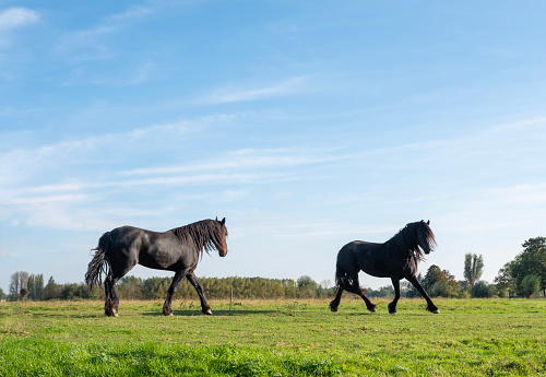strong black horses run in green grassy meadow under blue sky in holland near canal