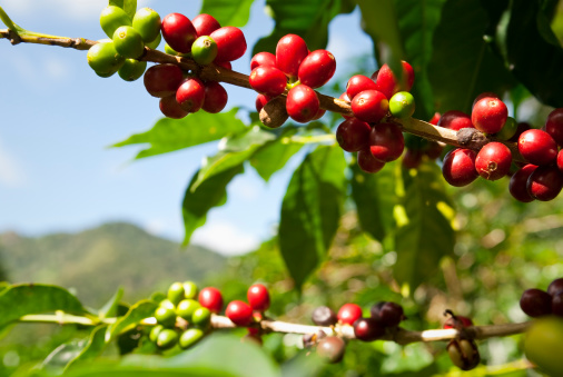 A ripe coffee bush in the mountains of Panama, ready for harvest.