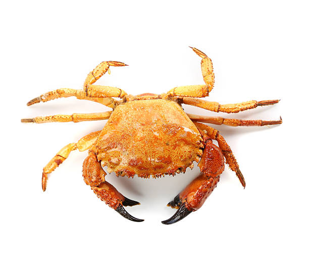 istock seafood red crab isolated on a white background 174419590