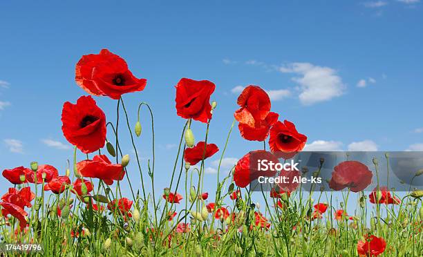 レッド Poppies - ケシのストックフォトや画像を多数ご用意 - ケシ, 人物なし, 写真