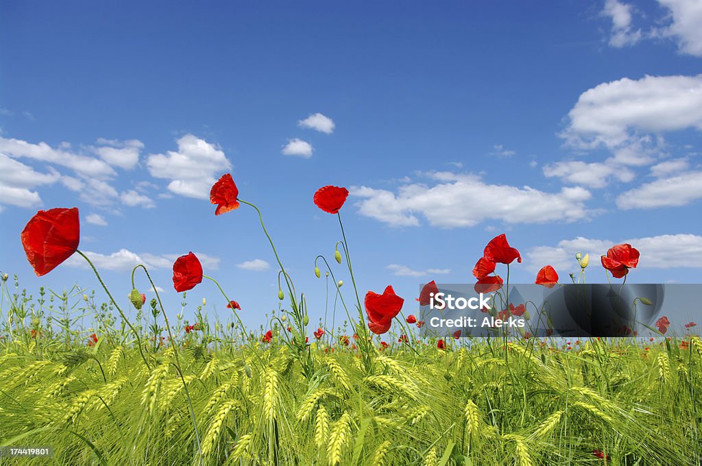 red poppies - Foto de stock de Animal selvagem royalty-free