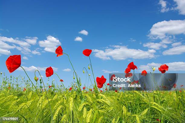 Foto de Red Poppies e mais fotos de stock de Animal selvagem - Animal selvagem, Azul, Campo