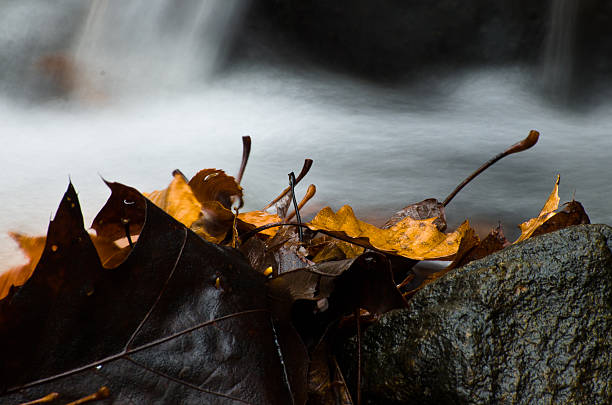 istock Wet Fallen Leaves in Late Autumn 174419813