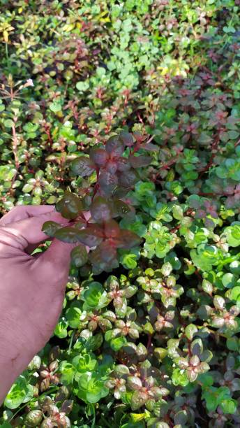 istock red ornamental plants 1744210049