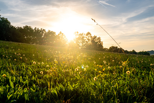 Meadow in the sunset, view of grass and flowers on meadow. Agriculture countryside land.