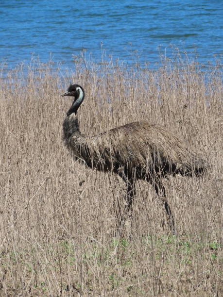 australian emu - beak bird blue cassowary zdjęcia i obrazy z banku zdjęć