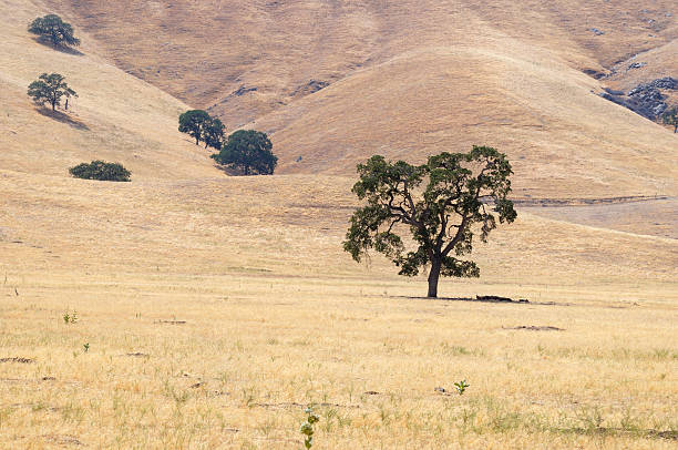 quercia della california - tehachapi foto e immagini stock