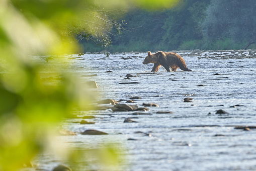 Bear crossing a river in the Polish Carpathian Mountains in search of something to eat and entering the forest in Europe
