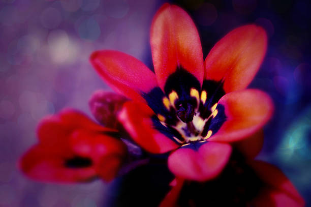 istock Artistic botanical tulip ''little princess'' 174422793