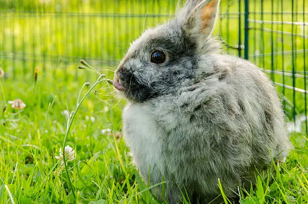 Gray harlequin rabbit in a garden eating