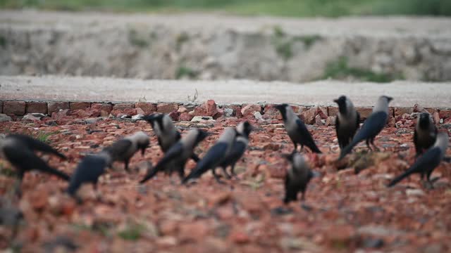 footage of house crow in wildlife