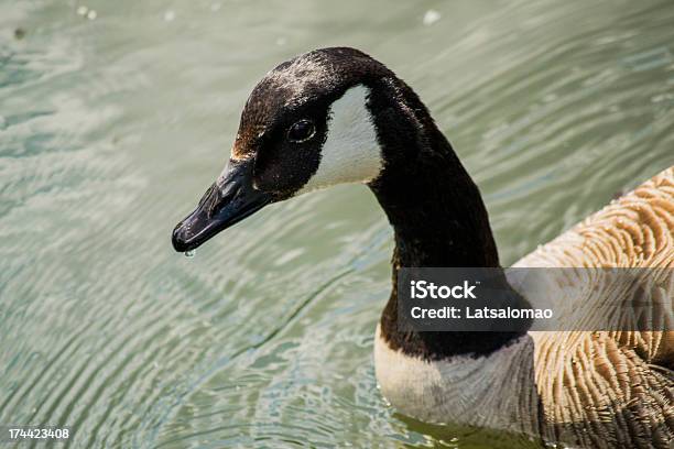 Ganso Do Canadá - Fotografias de stock e mais imagens de Animal - Animal, Animal selvagem, Ao Ar Livre