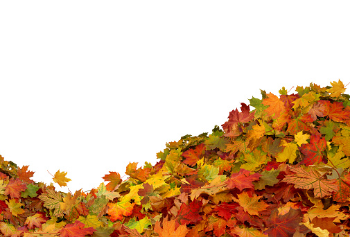 Pile of autumn maple colored leaves isolated on white background.