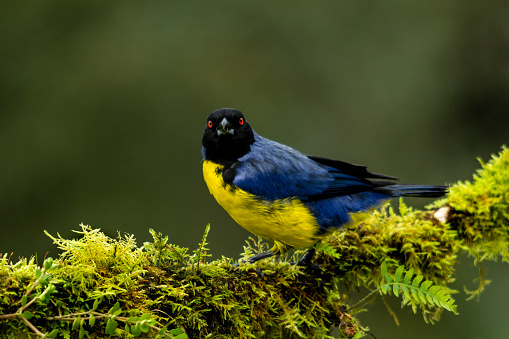 The hooded mountain tanager (Buthraupis montana) is a species of bird in the tanager family, this yellow, blue and black tanager is found in forest, woodland and shrub in the Andean highlands of Bolivia, Colombia, Ecuador, Peru, and Venezuela - stock photo