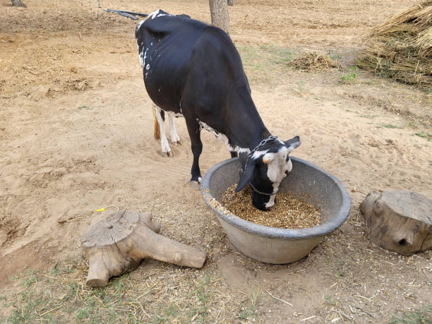 istock A cow is grazing hay 1744244450