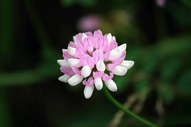Delicate pink and white blossom of Crown Vetch